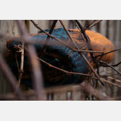 Fern Kingfisher