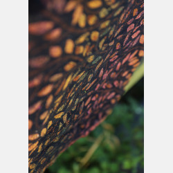 Solnce Eos Drums of Autumn | Luxury Woven Wrap